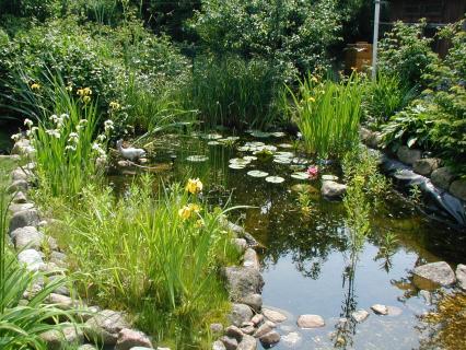 Ostsee Kiel Ferienwohnung   :  Teich