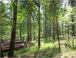 Sauerland Hochsauerland Wald